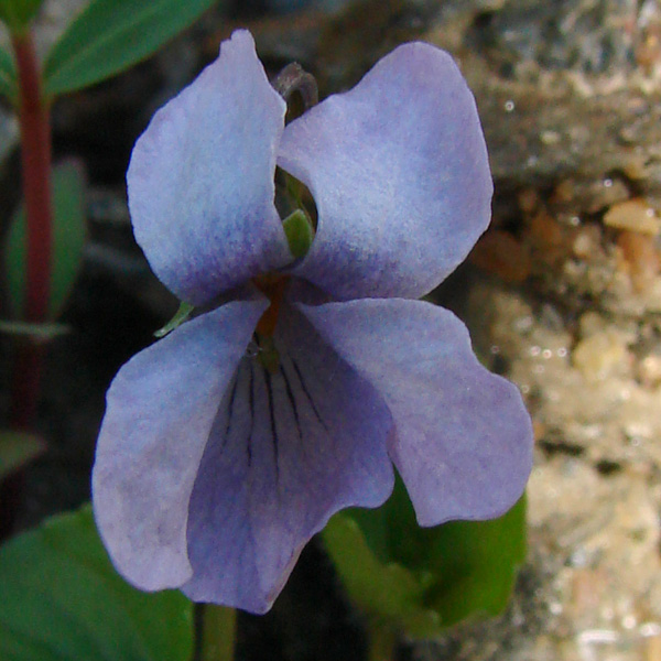 Photo of Viola epipsila var. repens by <a href="http://www.cdhs.us">Alfred Cook</a>