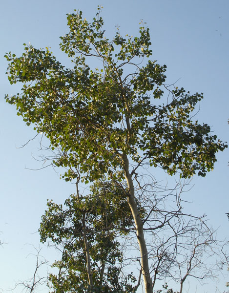 Photo of Populus tremuloides by <a href="http://www.cdhs.us">Alfred Cook</a>