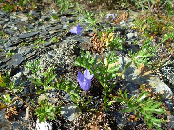 Photo of Campanula lasiocarpa by <a href="http://www.forestry.ubc.ca/resfor/afrf/">Alex Fraser Research Forest</a>