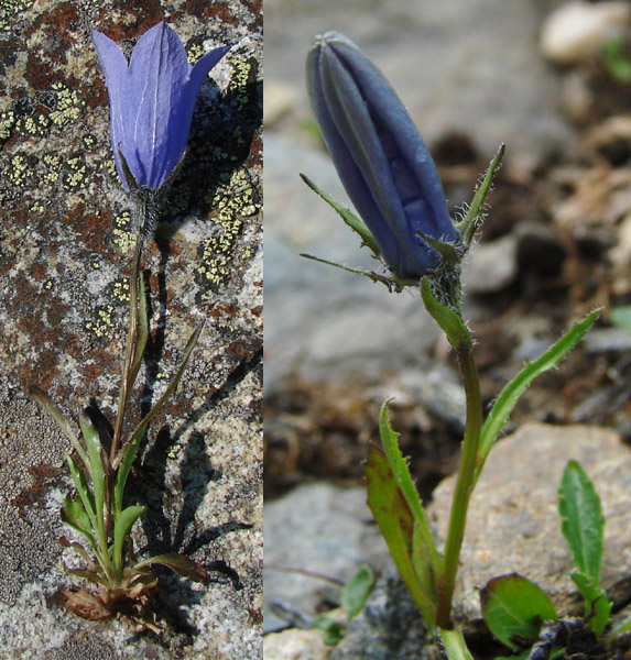Photo of Campanula lasiocarpa by <a href="http://www.cdhs.us">Alfred Cook</a>