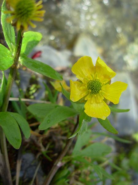 Photo of Ranunculus eschscholtzii by <a href="http://www.forestry.ubc.ca/resfor/afrf/">Alex Fraser Research Forest</a>
