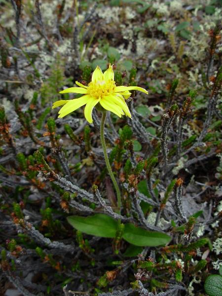 Photo of Arnica latifolia by <a href="http://www.forestry.ubc.ca/resfor/afrf/">Alex Fraser Research Forest</a>