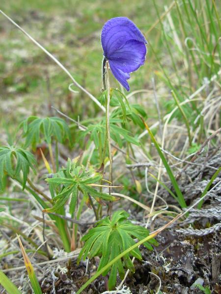 Photo of Aconitum delphiniifolium by <a href="http://www.forestry.ubc.ca/resfor/afrf/">Alex Fraser Research Forest</a>