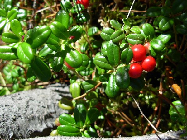 Photo of Arctostaphylos uva-ursi by <a href="http://www.forestry.ubc.ca/resfor/afrf/">Alex Fraser Research Forest</a>