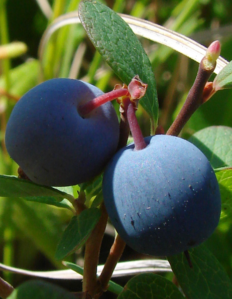 Photo of Vaccinium uliginosum by <a href="http://www.cdhs.us">Alfred Cook</a>