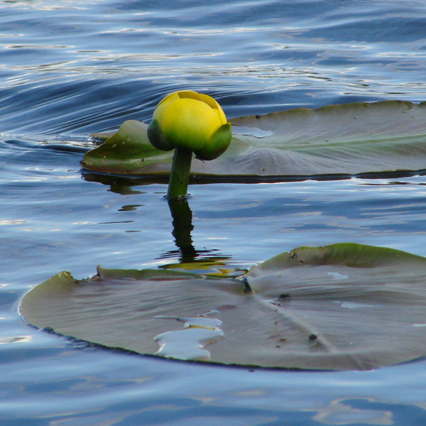 Photo of Nuphar polysepala by <a href="http://www.cdhs.us">Alfred Cook</a>