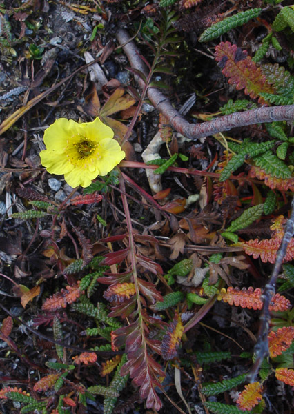 Photo of Geum rossii var. rossii by <a href="http://www.cdhs.us">Alfred Cook</a>
