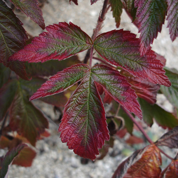 Photo of Rubus idaeus ssp. strigosus by <a href="http://www.cdhs.us">Alfred Cook</a>
