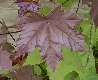 Photo of Acer platanoides by <a href="http://www.flickr.com/photos/dianesdigitals/">Diane Williamson</a>