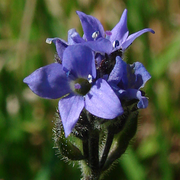 Photo of Veronica wormskjoldii var. wormskjoldii by <a href="http://www.cdhs.us">Alfred Cook</a>