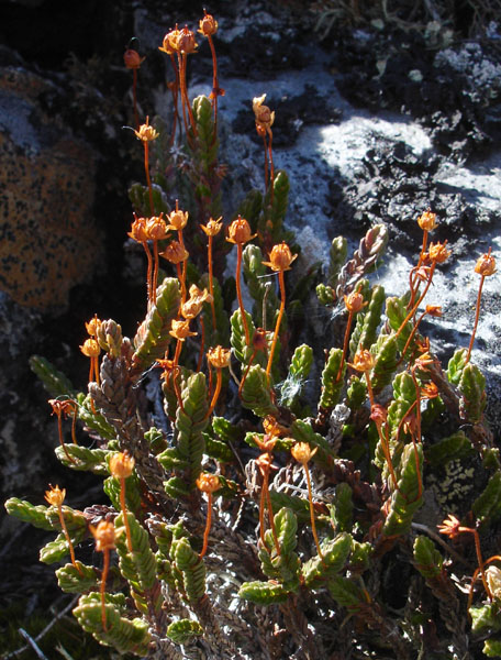 Photo of Cassiope tetragona ssp. tetragona by <a href="http://www.cdhs.us">Alfred Cook</a>