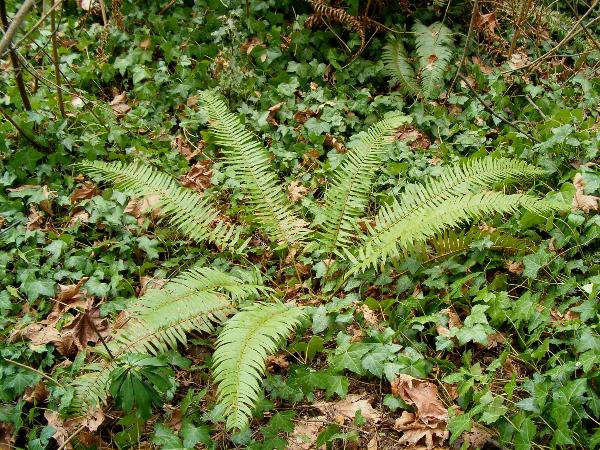 Photo of Polystichum munitum by Kevin Newell