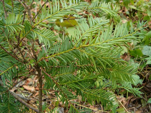 Photo of Taxus brevifolia by Kevin Newell