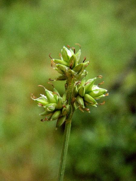 Photo of Carex tenuiflora by Adolf Ceska