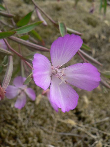 Photo of Clarkia amoena ssp. lindleyi by Moralea Milne