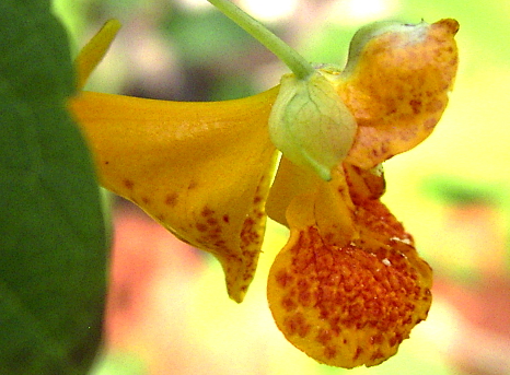 Photo of Impatiens capensis by <a href="http://www.flickr.com/photos/dianesdigitals/">Diane Williamson</a>