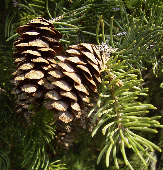 Photo of Picea glauca by <a href="http://www.flickr.com/photos/dianesdigitals/">Diane Williamson</a>