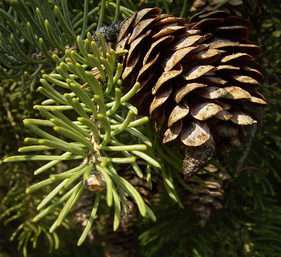 Photo of Picea glauca by <a href="http://www.flickr.com/photos/dianesdigitals/">Diane Williamson</a>