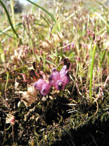 Photo of Trifolium depauperatum var. depauperatum by Moralea Milne