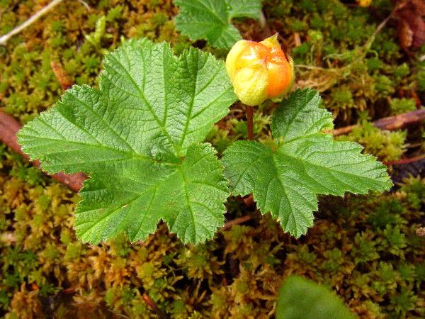 Photo of Rubus chamaemorus by Adolf Ceska