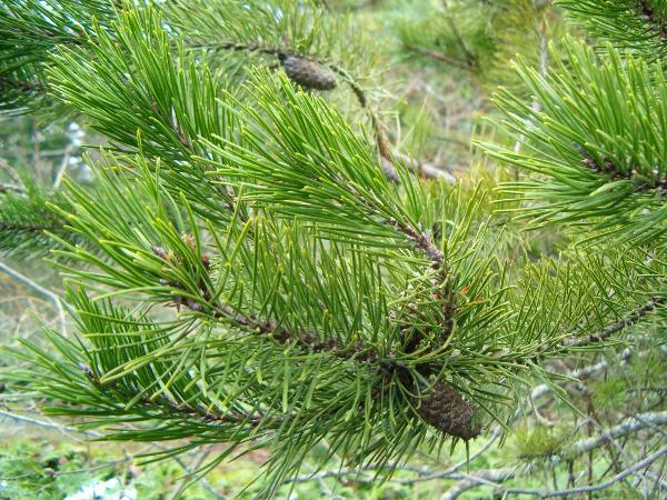 Photo of Pinus contorta var. contorta by Kevin Newell