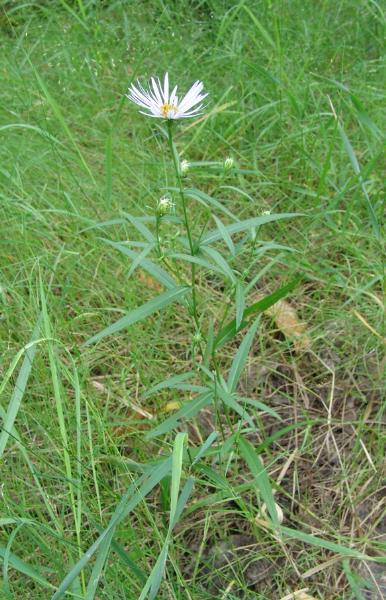 Photo of Symphyotrichum lanceolatum ssp. lanceolatum var. lanceolatum by Allan  Carson