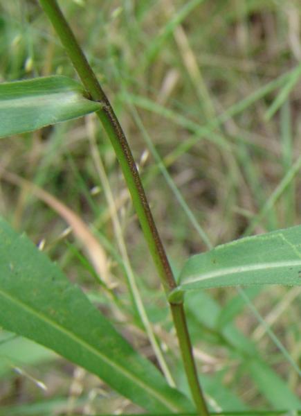 Photo of Symphyotrichum lanceolatum ssp. lanceolatum var. lanceolatum by Allan  Carson