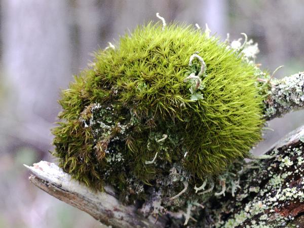 Photo of Ulota obtusiuscula by Rod Innes