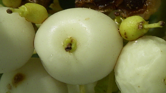 Photo of Cornus sericea by <a href="http://www.flickr.com/photos/dianesdigitals/">Diane Williamson</a>