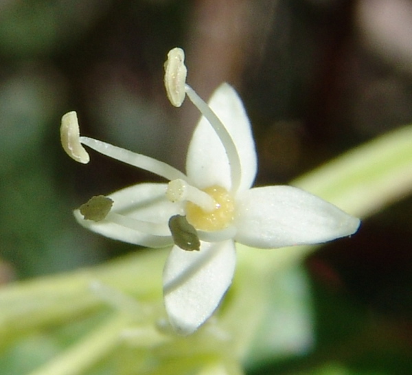 Photo of Cornus sericea by Allan  Carson
