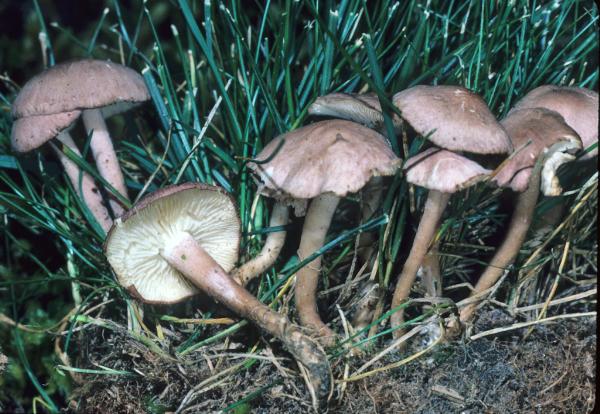 Photo of Calocybe carnea by Michael Beug