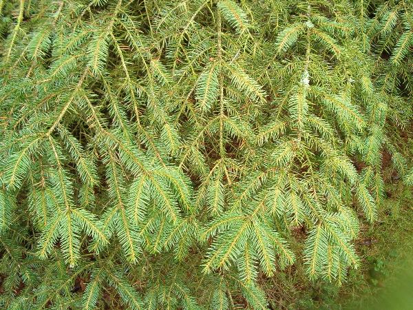 Photo of Picea sitchensis by Kevin Newell