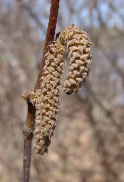 Photo of Corylus cornuta ssp. cornuta by Allan  Carson