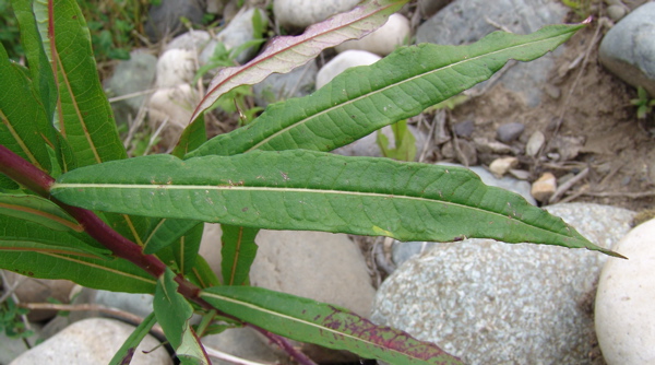 Photo of Chamaenerion angustifolium by Allan  Carson