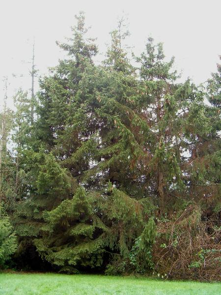 Photo of Picea sitchensis by Kevin Newell