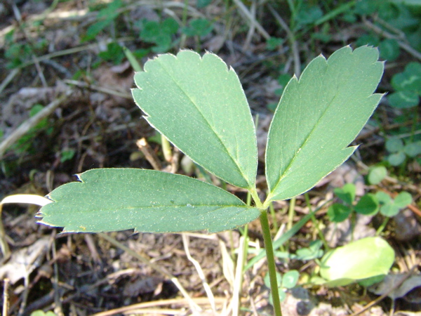 Photo of Fragaria virginiana ssp. glauca by Allan  Carson