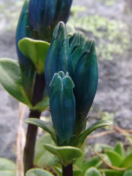 Photo of Gentiana glauca by Allan  Carson