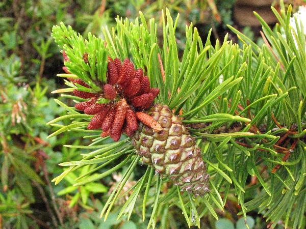 Photo of Pinus contorta var. contorta by Virginia Skilton