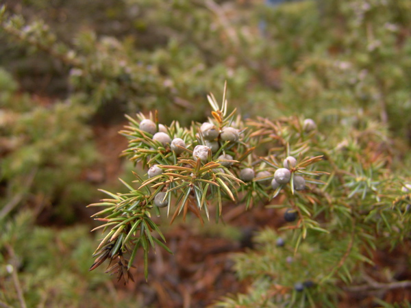 Photo of Juniperus communis by Allan  Carson