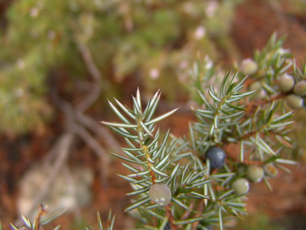 Photo of Juniperus communis by Allan  Carson