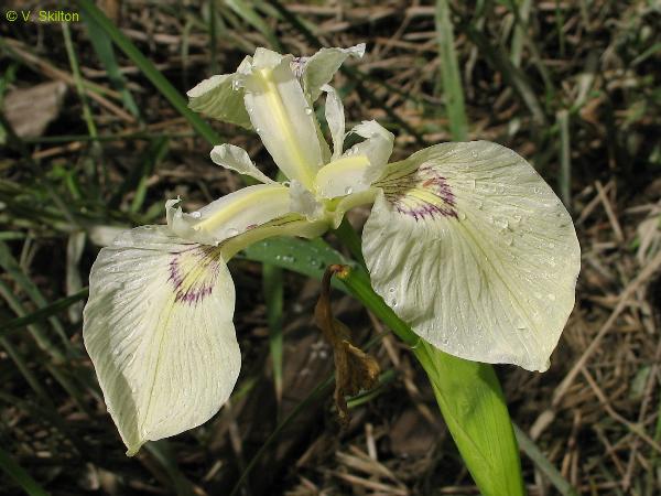 Photo of Iris pseudacorus by Virginia Skilton