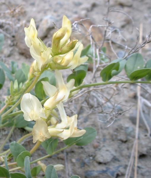 Photo of Astragalus beckwithii by Reg Newman