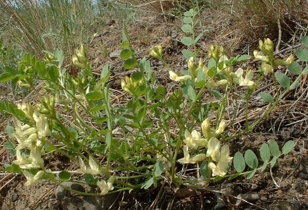 Photo of Astragalus beckwithii var. weiserensis by Reg Newman