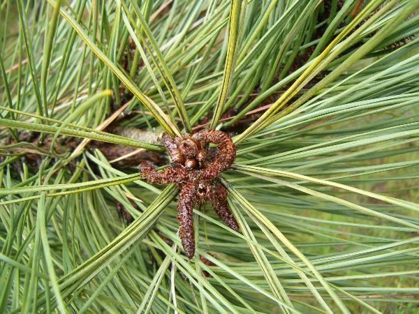 Photo of Pinus ponderosa by Kevin Newell