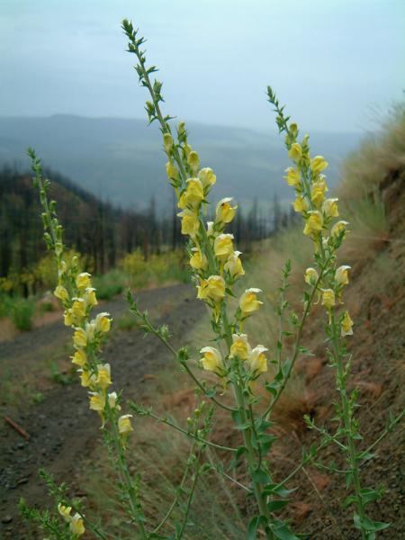Photo of Linaria genistifolia ssp. dalmatica by Reg Newman