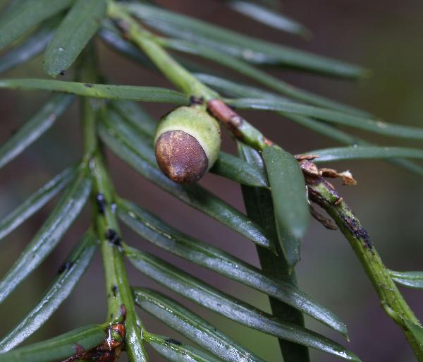 Photo of Taxus brevifolia by Rod Innes