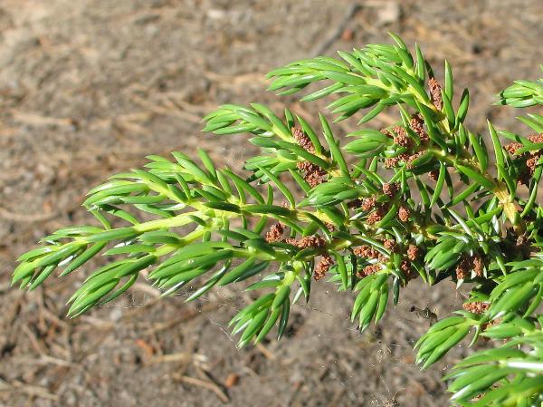 Photo of Juniperus communis by Virginia Skilton