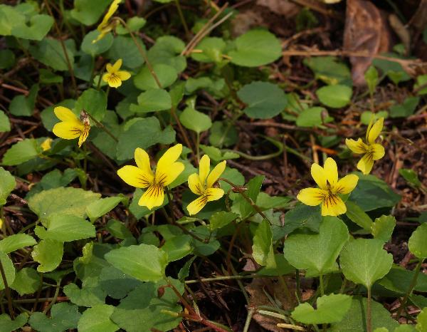 Photo of Viola sempervirens by Rod Innes