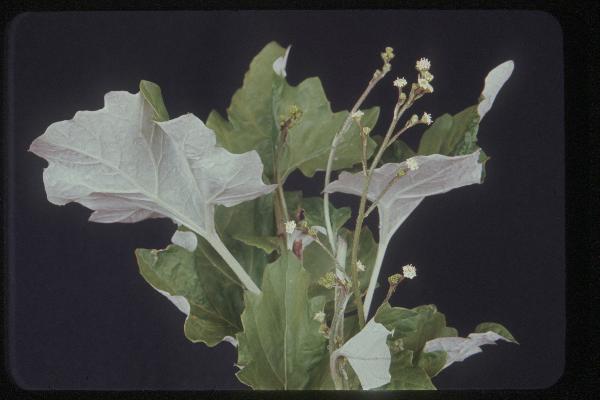 Photo of Adenocaulon bicolor by Royal BC Museum (Tom Armstrong)