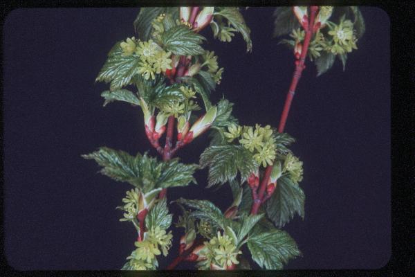 Photo of Acer glabrum by Royal BC Museum (Tom Armstrong)